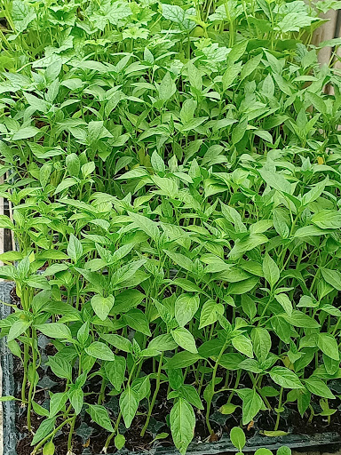 MYRIAD FARMS