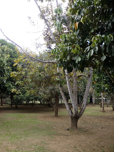 Misamis Occidental Enterprise Development and Research Center (MOEDRC)