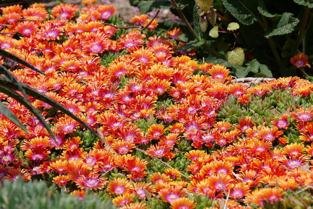 Ligao Ice Plant 1 ligao ice plant