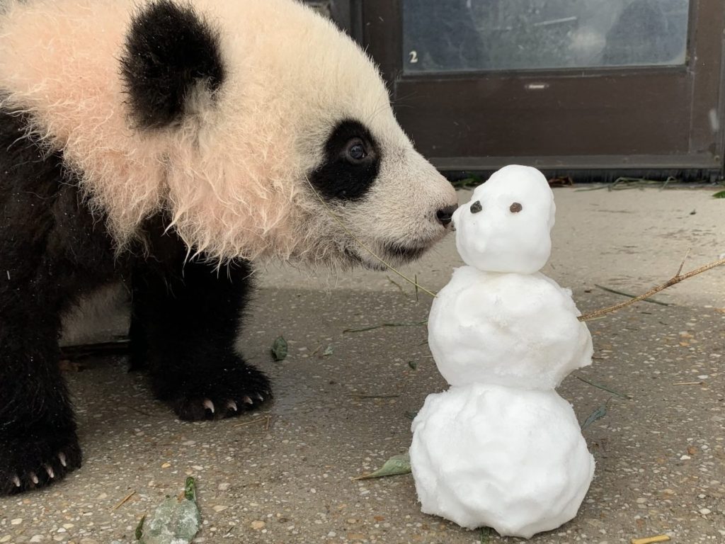 snow panda